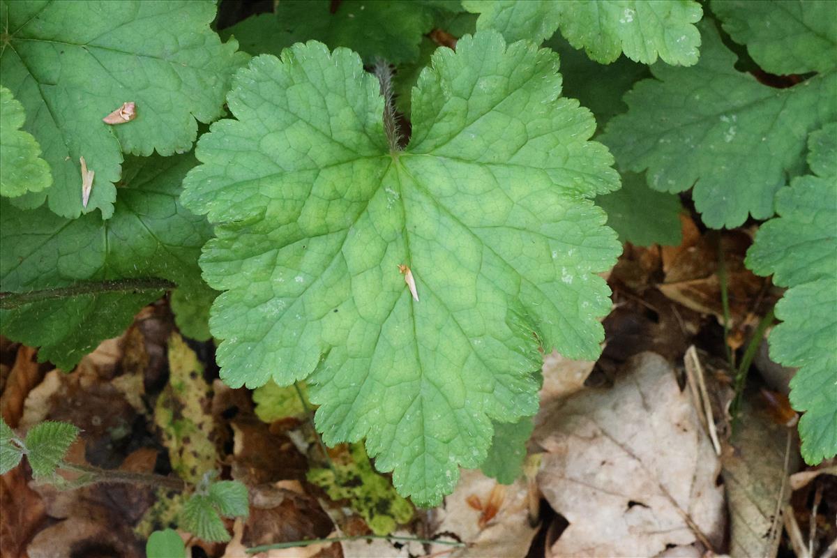 Tellima grandiflora (door Willem Braam)