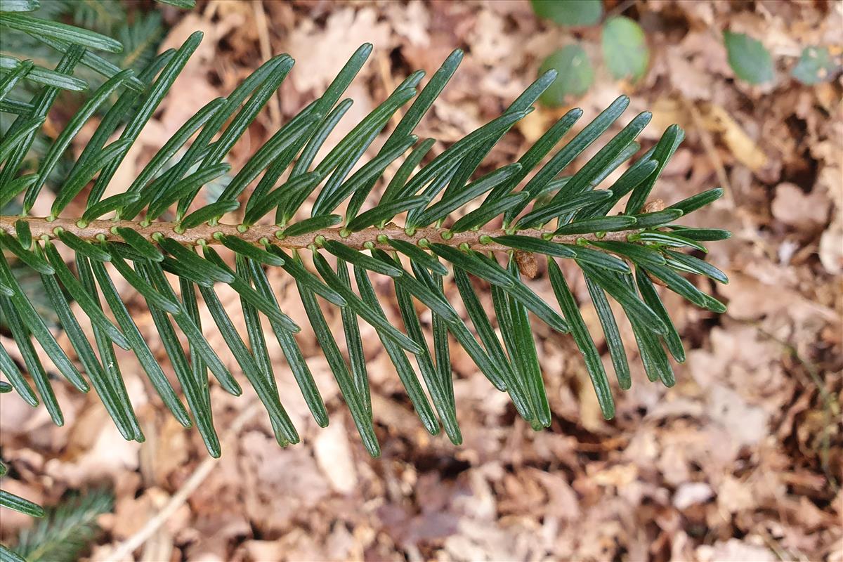 Abies alba (door Willem Braam)