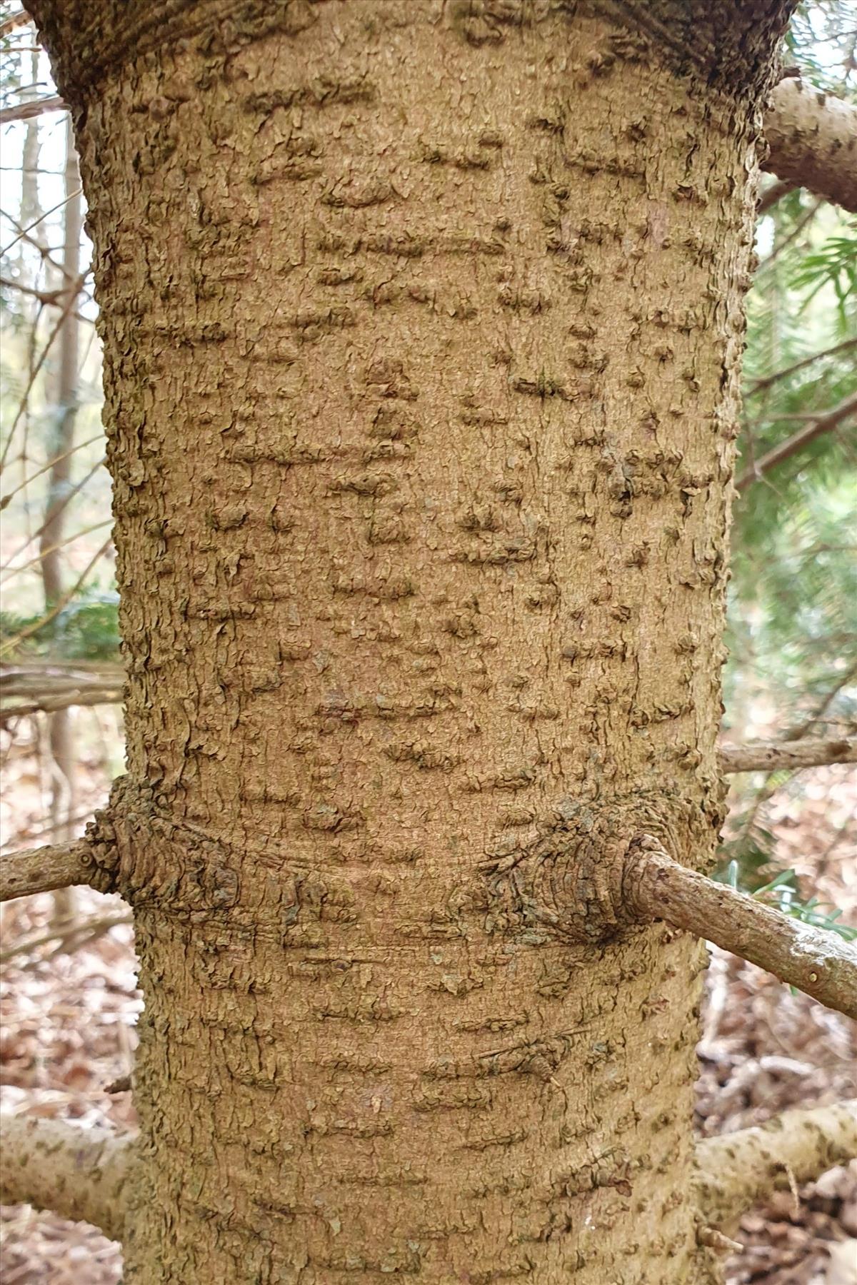 Abies alba (door Willem Braam)