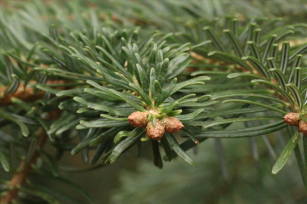 Abies alba (door Willem Braam)