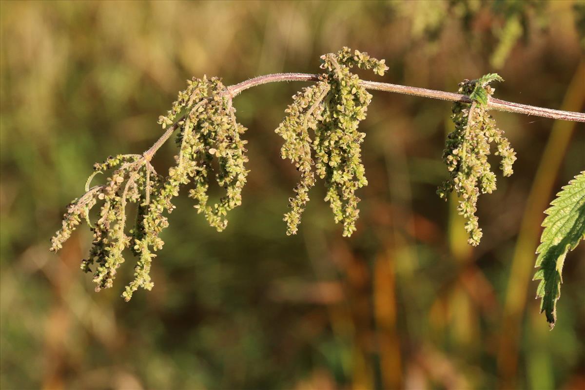 Urtica dioica (door Willem Braam)