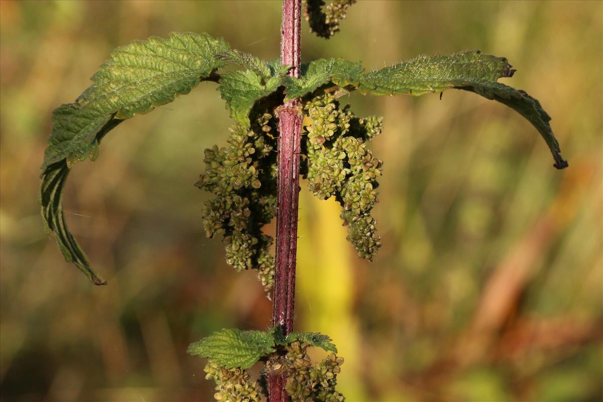 Urtica dioica (door Willem Braam)