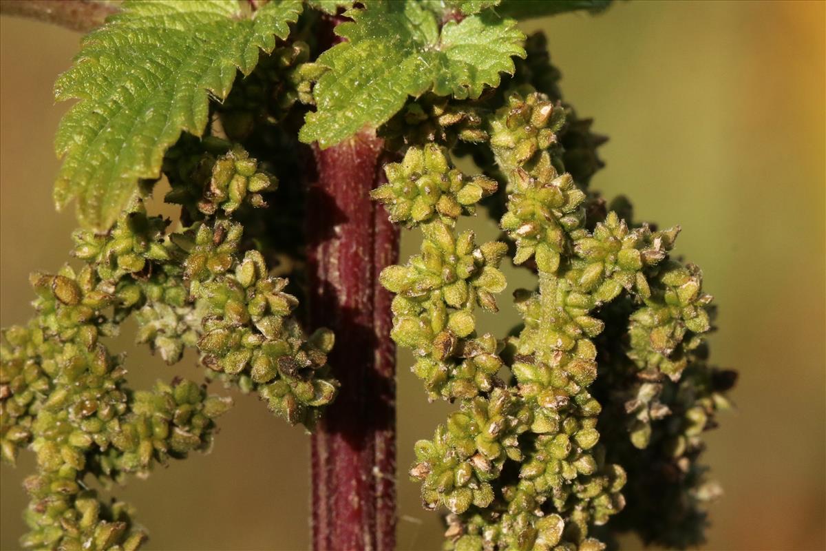 Urtica dioica (door Willem Braam)