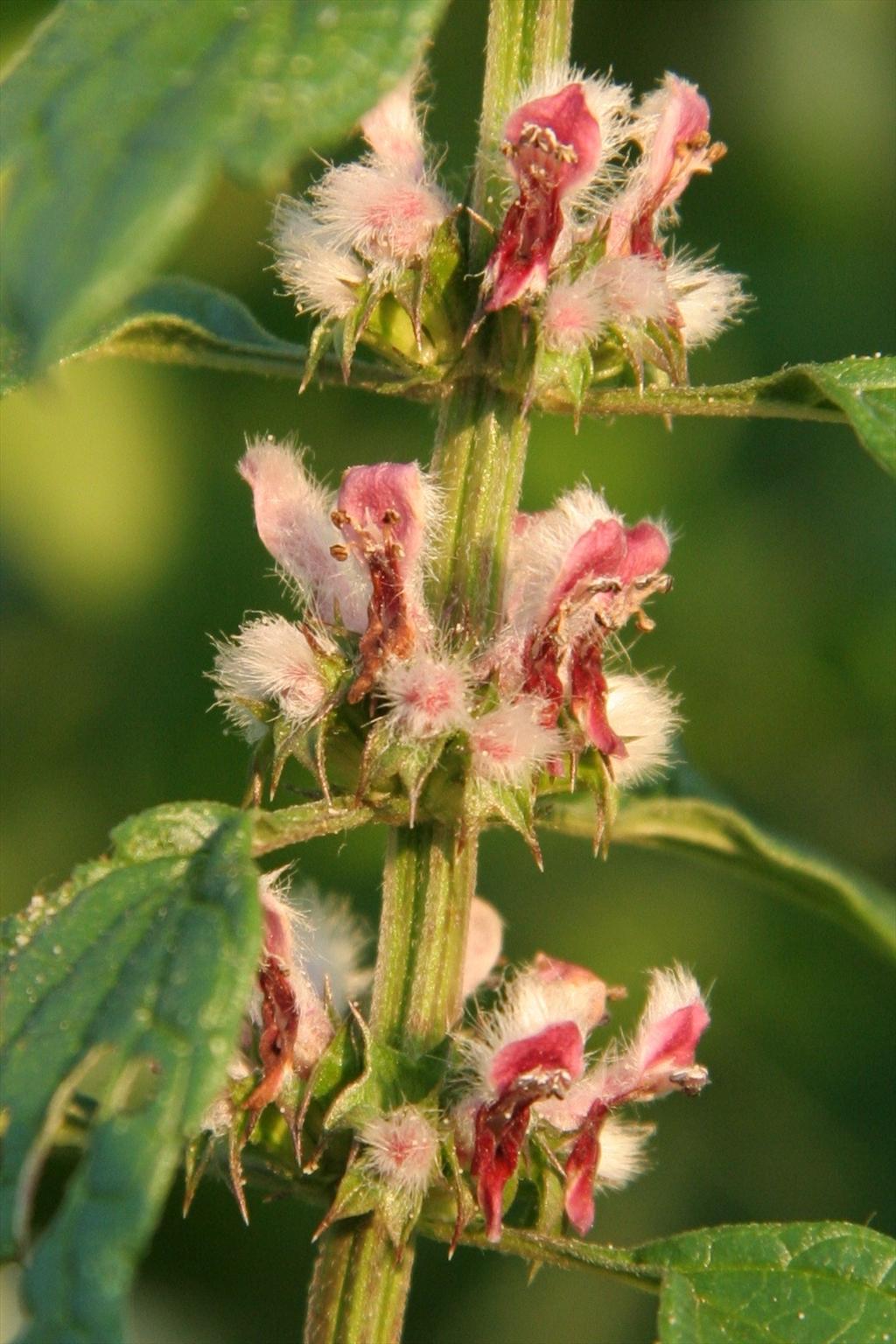 Leonurus cardiaca (door Willem Braam)