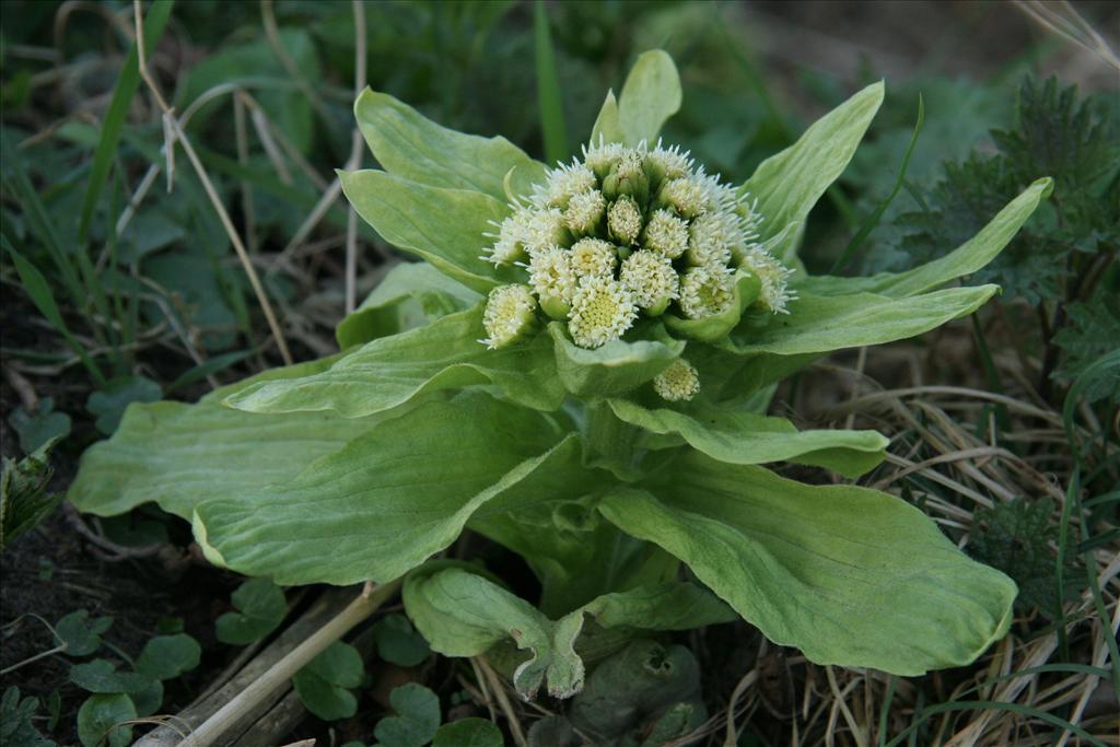 Petasites japonicus (door Willem Braam)