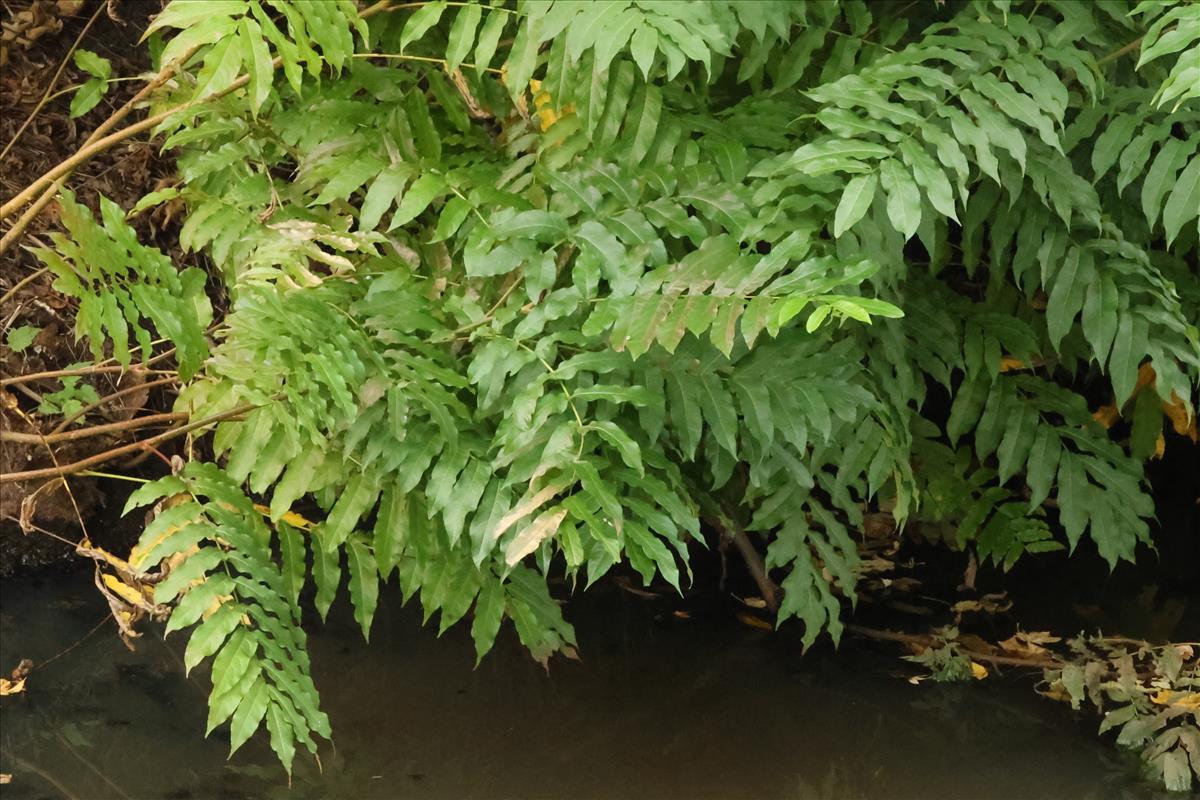 Pterocarya fraxinifolia (door Willem Braam)