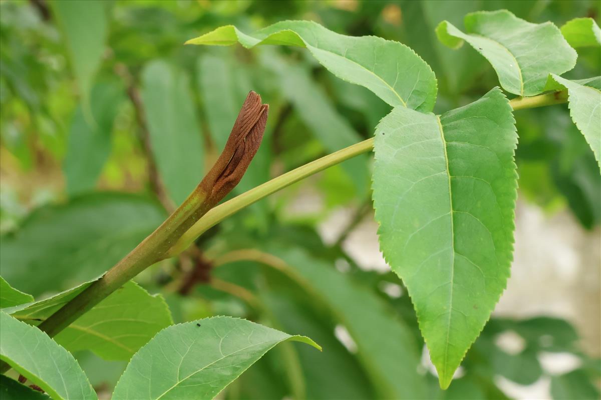 Pterocarya fraxinifolia (door Willem Braam)