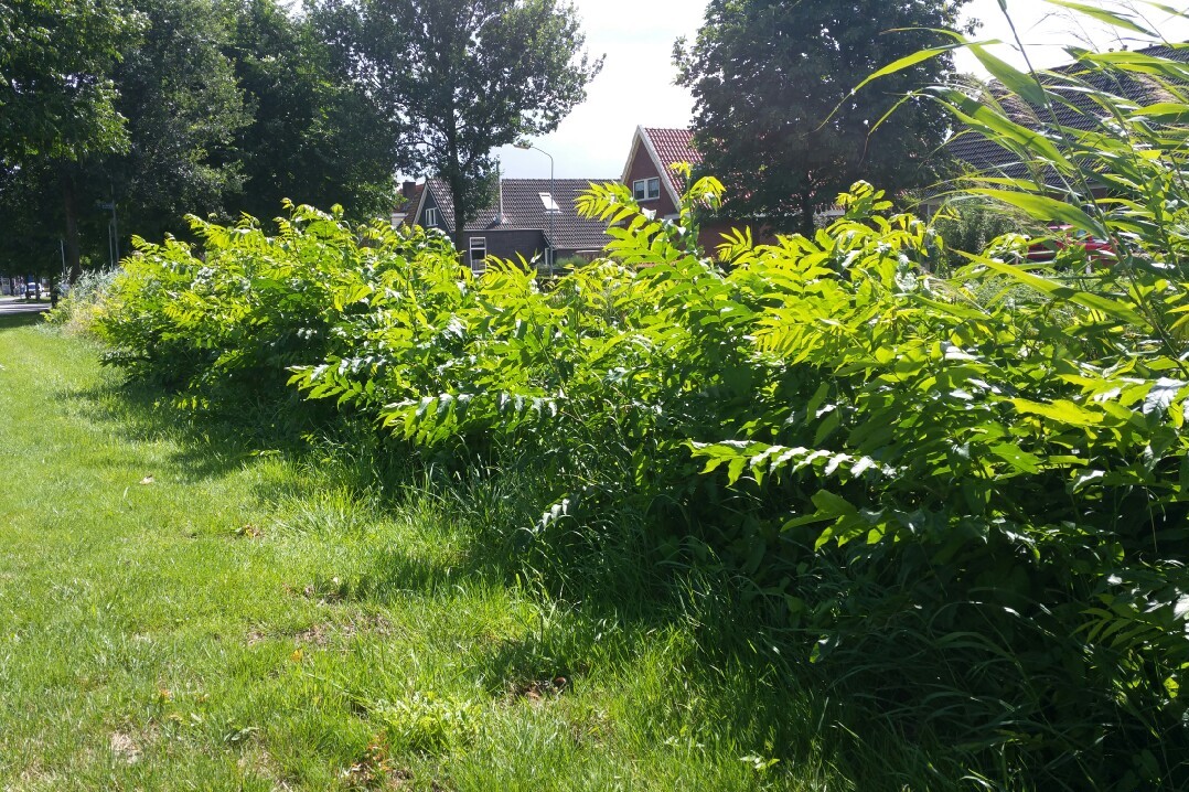 Pterocarya fraxinifolia (door Willem Braam)