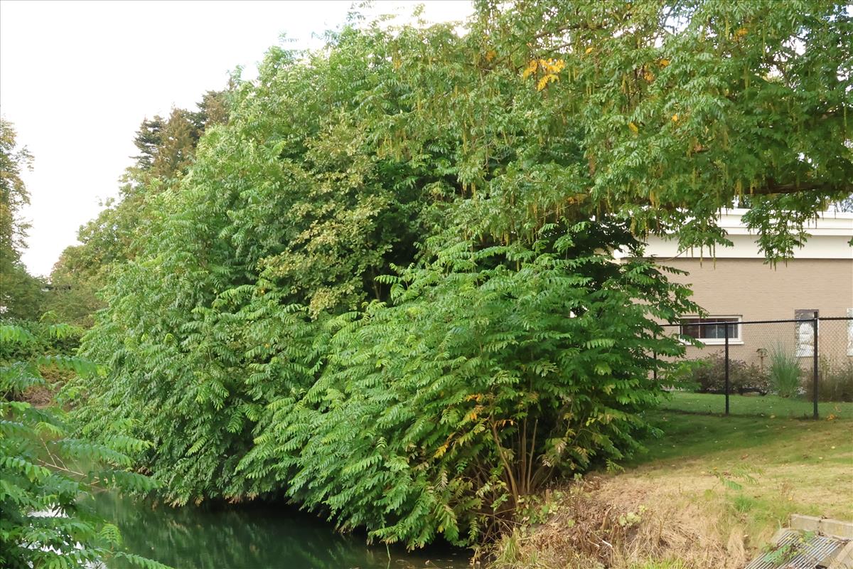 Pterocarya fraxinifolia (door Willem Braam)