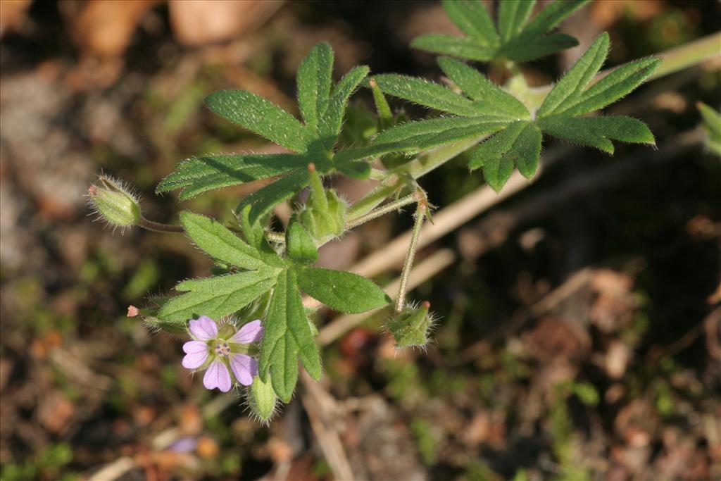 Geranium pusillum (door Willem Braam)