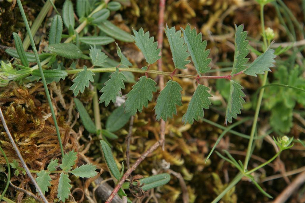 Poterium sanguisorba (door Willem Braam)