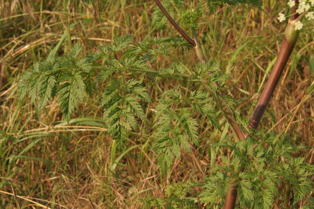 Chaerophyllum bulbosum (door Willem Braam)