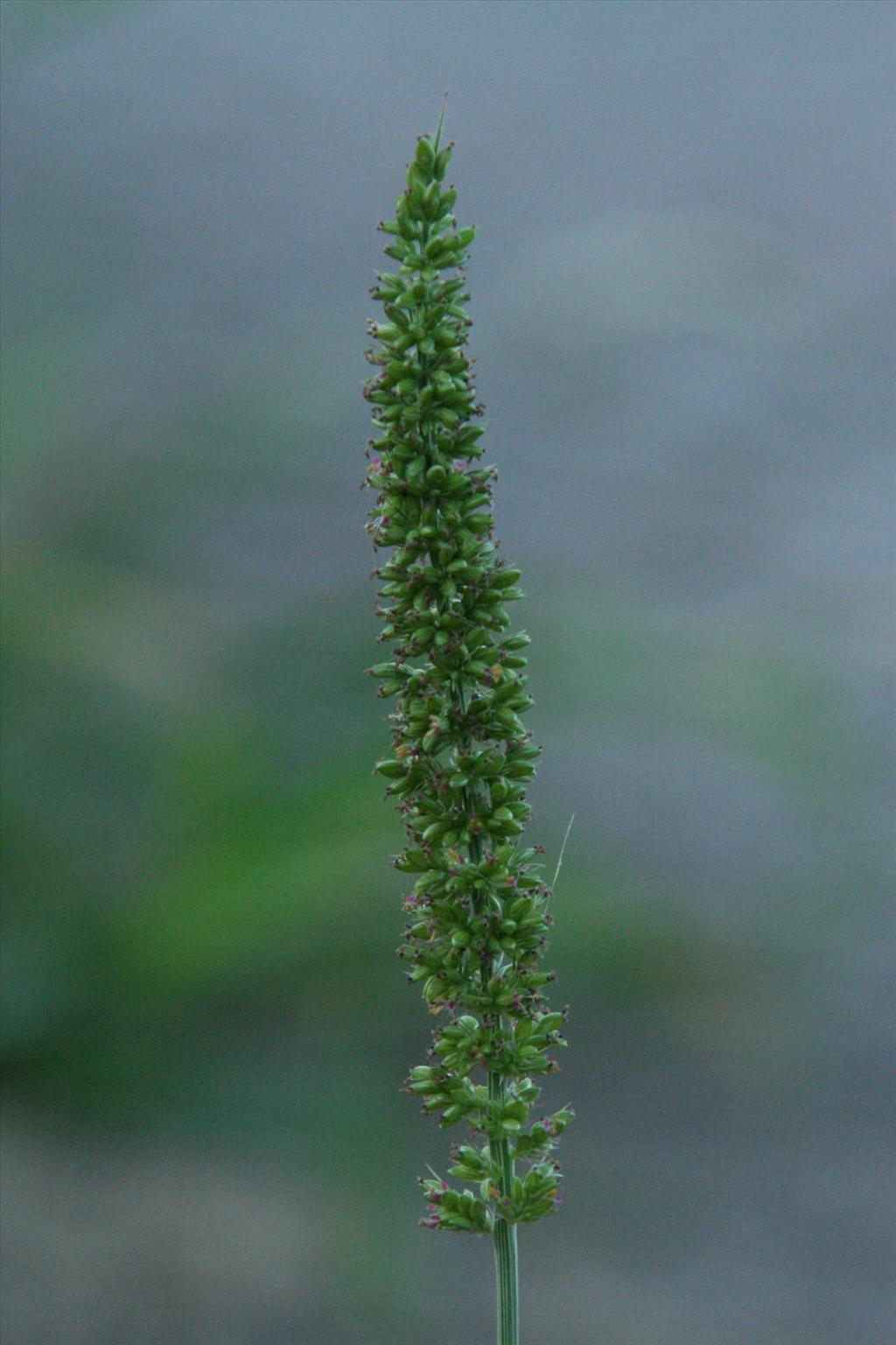 Setaria verticillata (door Willem Braam)