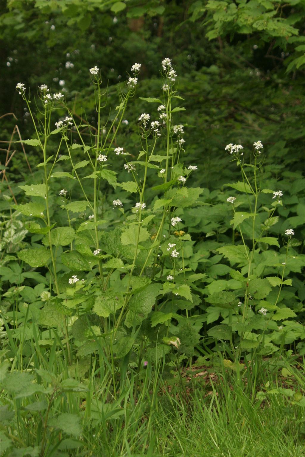 Alliaria petiolata (door Willem Braam)