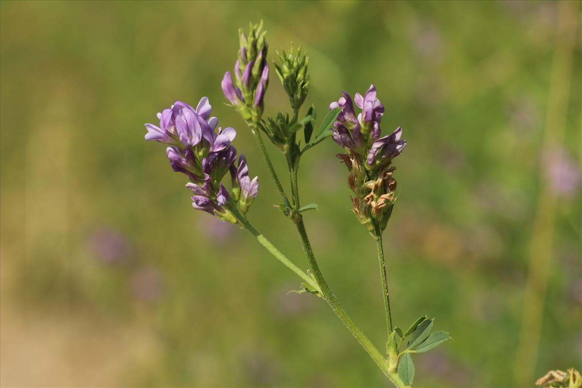 Medicago sativa (door Willem Braam)