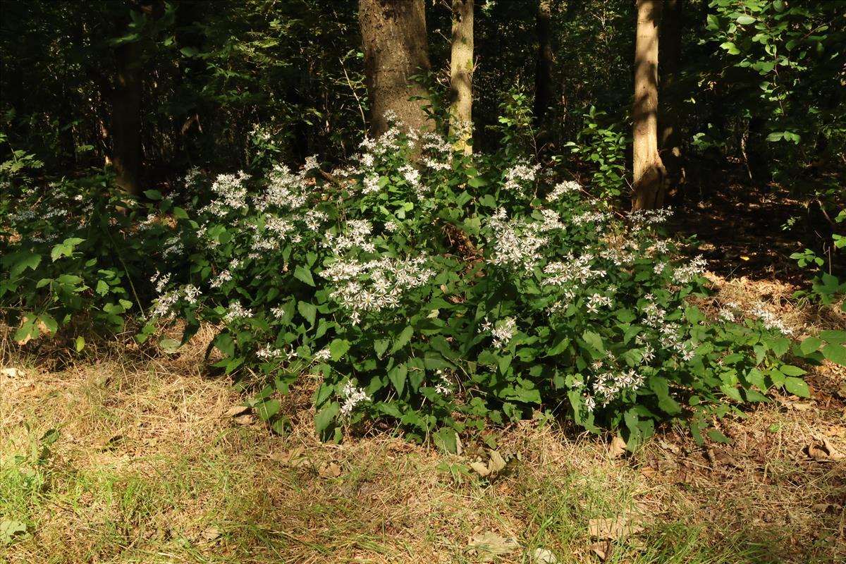 Eurybia schreberi (door Willem Braam)