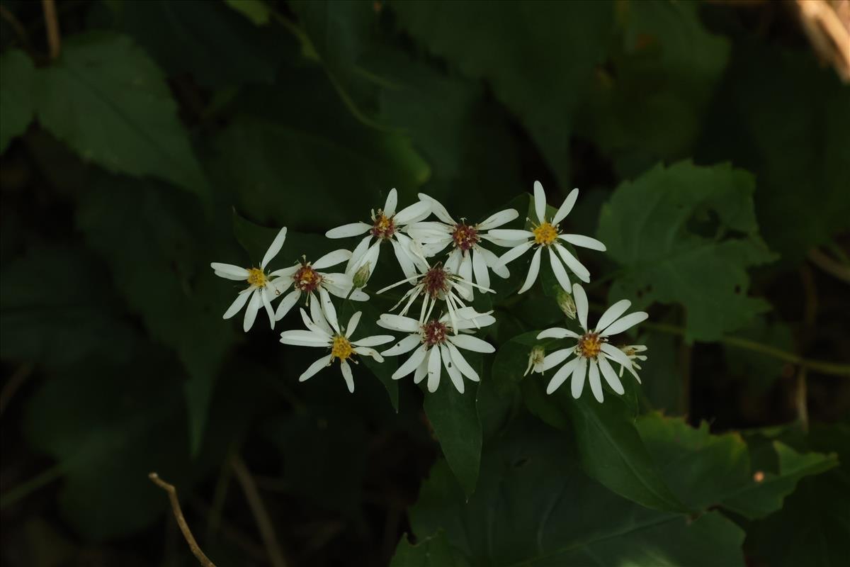 Eurybia schreberi (door Willem Braam)