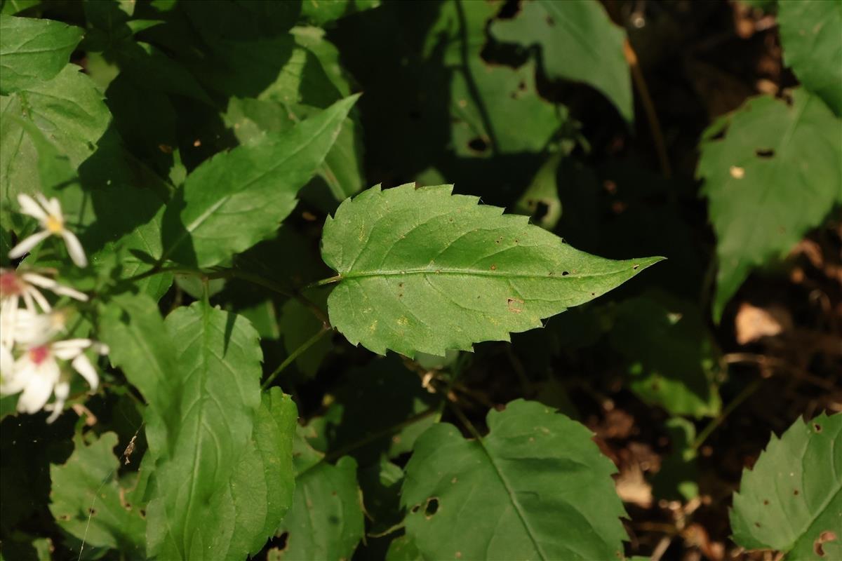 Eurybia schreberi (door Willem Braam)