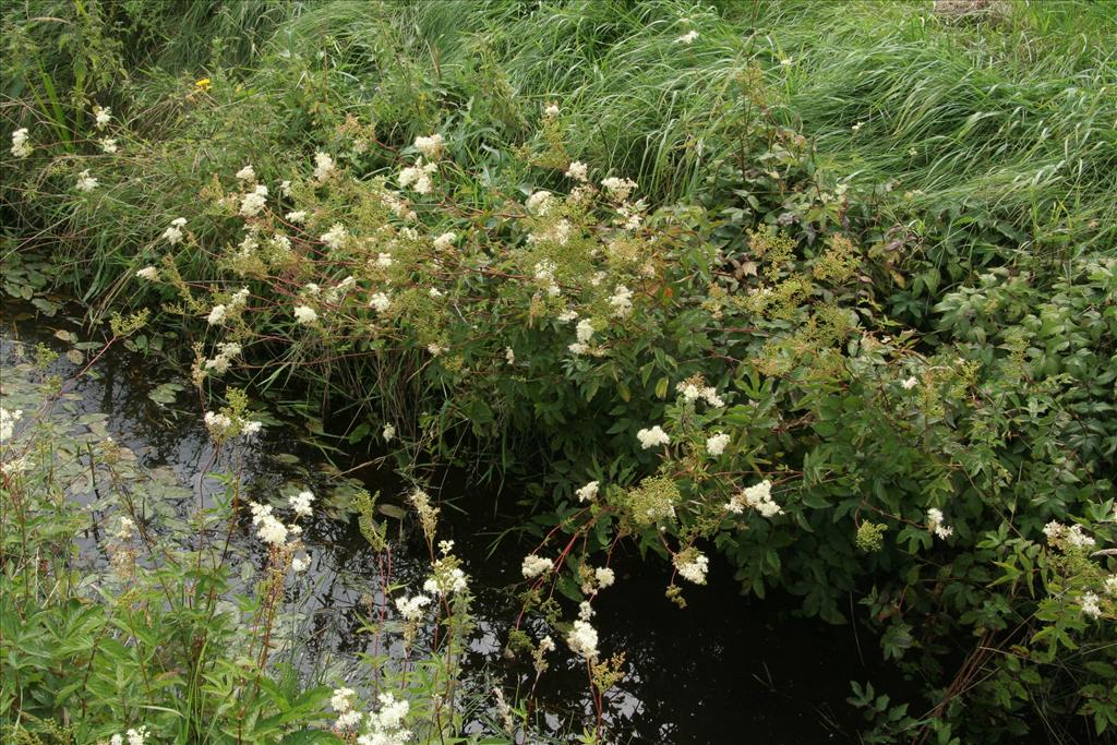 Filipendula ulmaria (door Willem Braam)