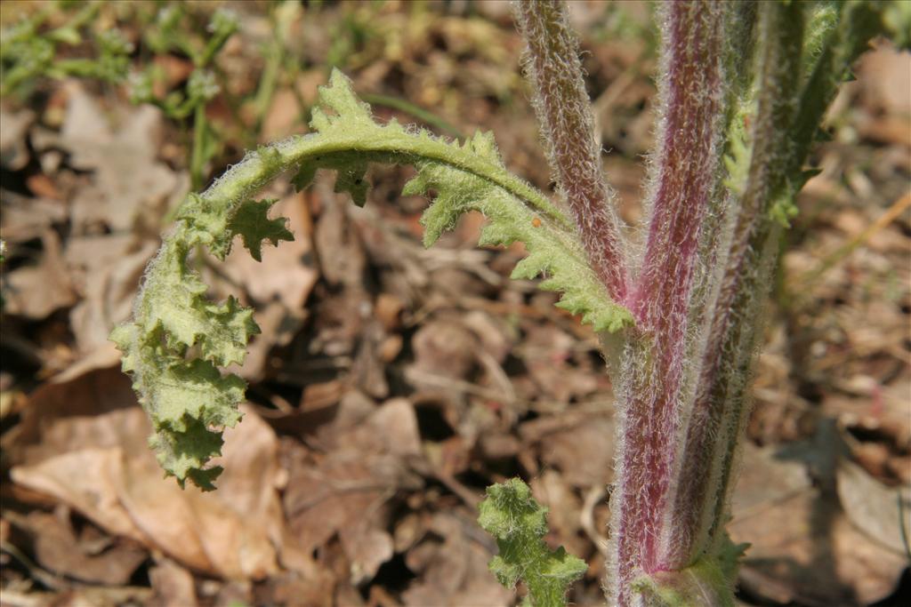 Senecio vernalis (door Willem Braam)