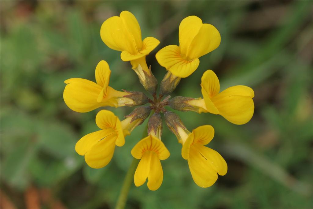 Hippocrepis comosa (door Willem Braam)