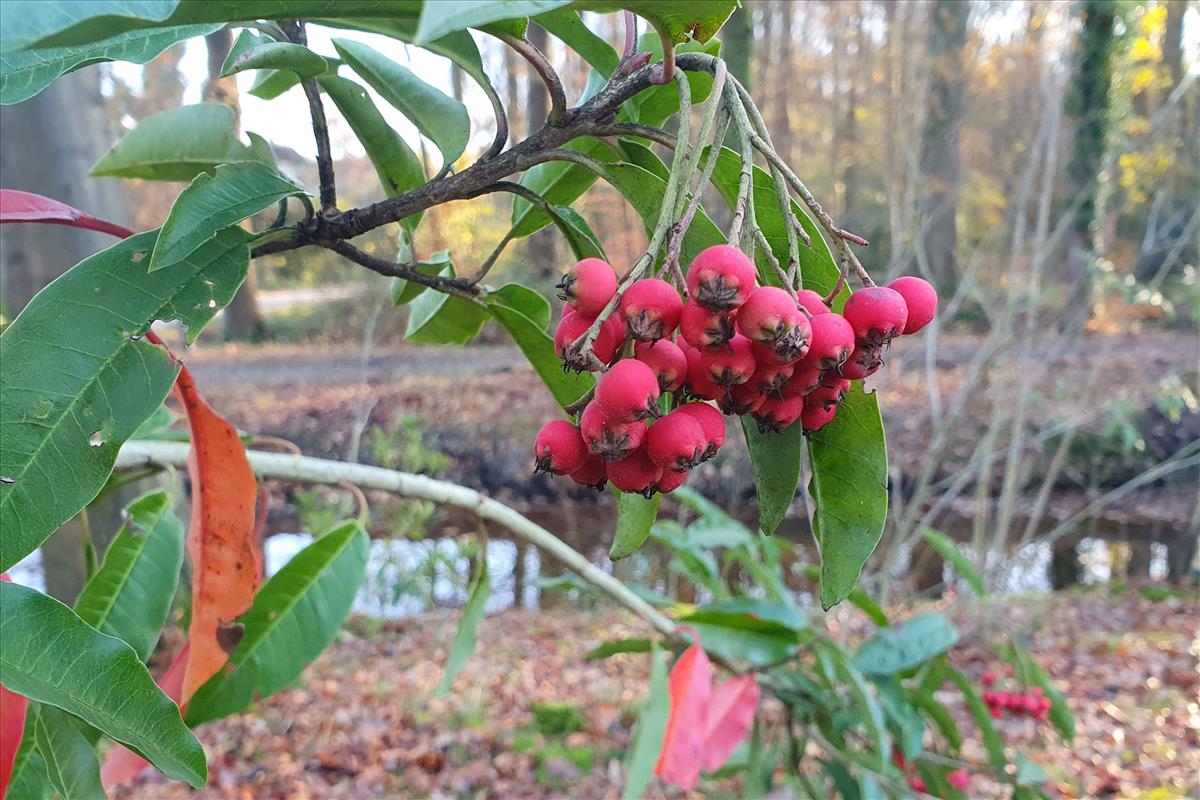 Photinia davidiana (door Willem Braam)