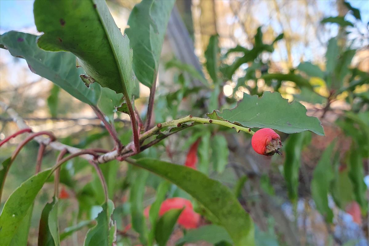 Photinia davidiana (door Willem Braam)