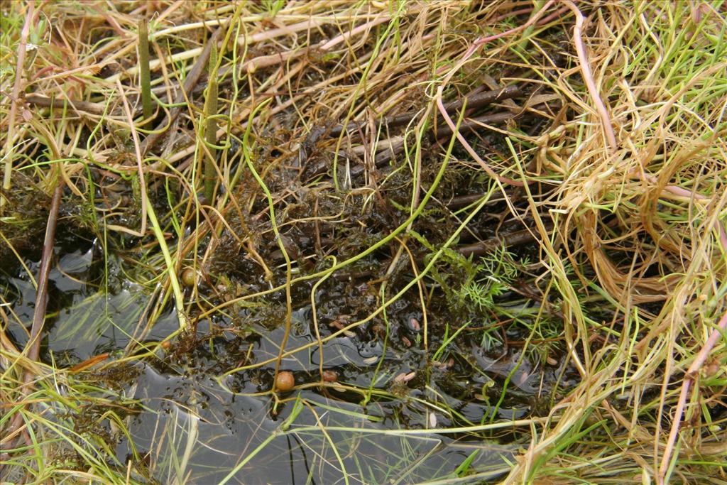 Pilularia globulifera (door Willem Braam)