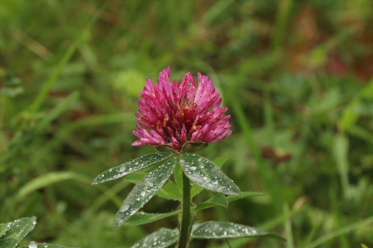 Trifolium pratense (door Willem Braam)