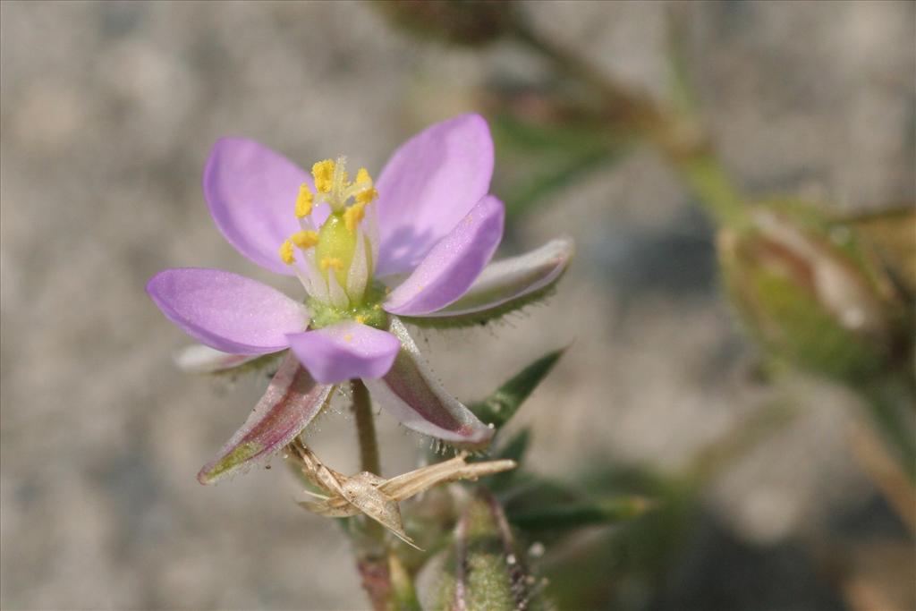 Spergularia rubra (door Willem Braam)