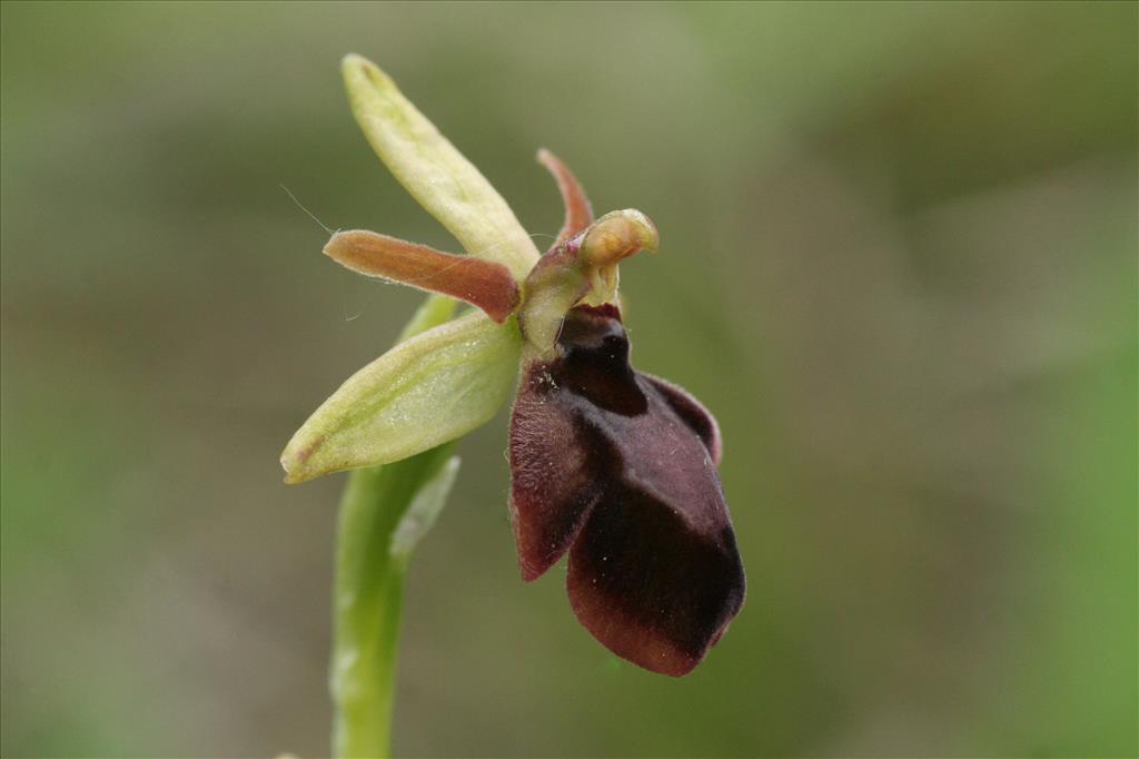 Ophrys sphegodes (door Willem Braam)