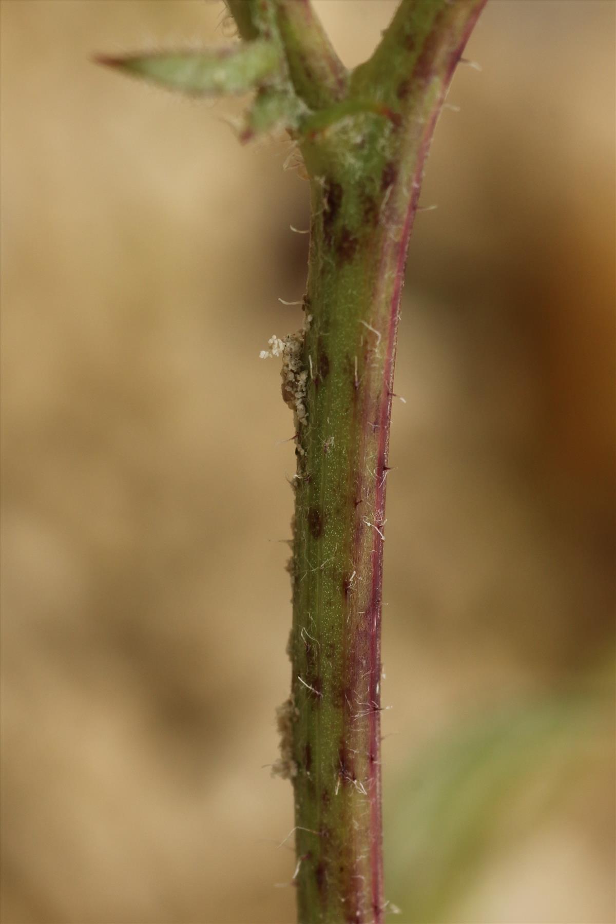 Crepis foetida (door Willem Braam)