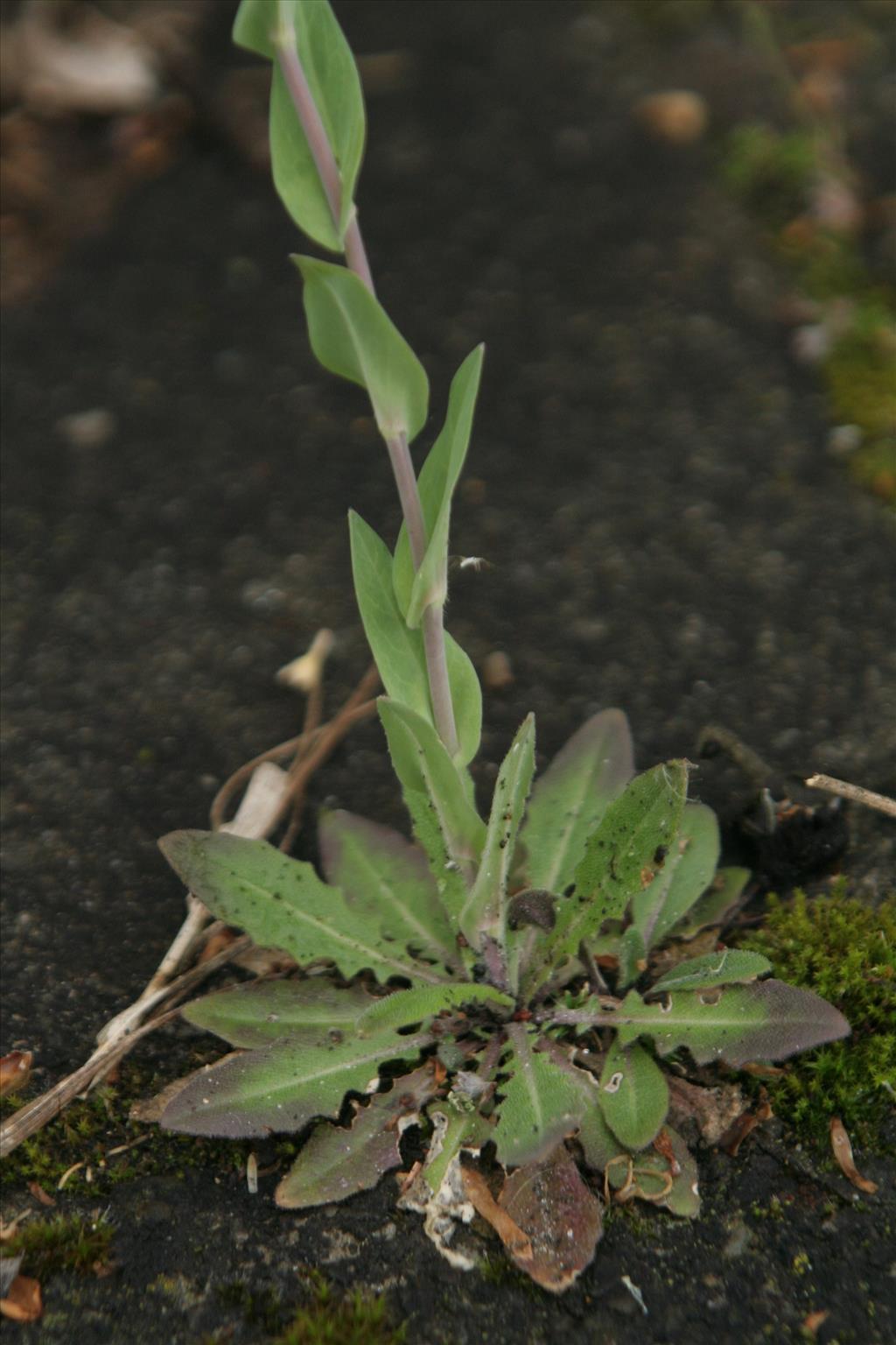 Turritis glabra (door Willem Braam)