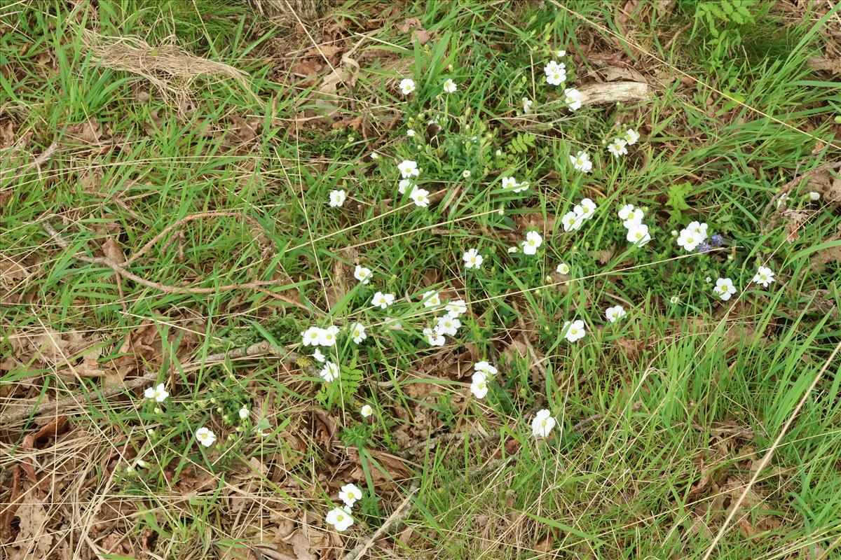 Arenaria montana (door Willem Braam)