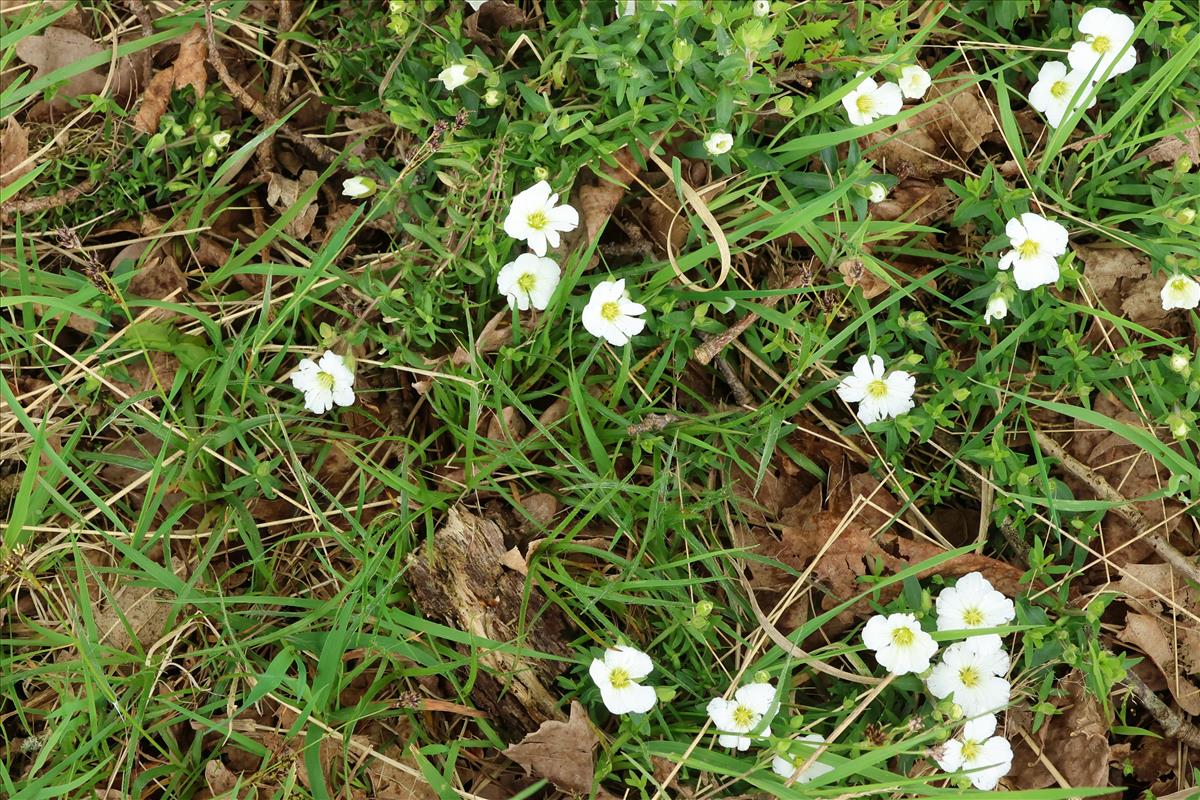 Arenaria montana (door Willem Braam)