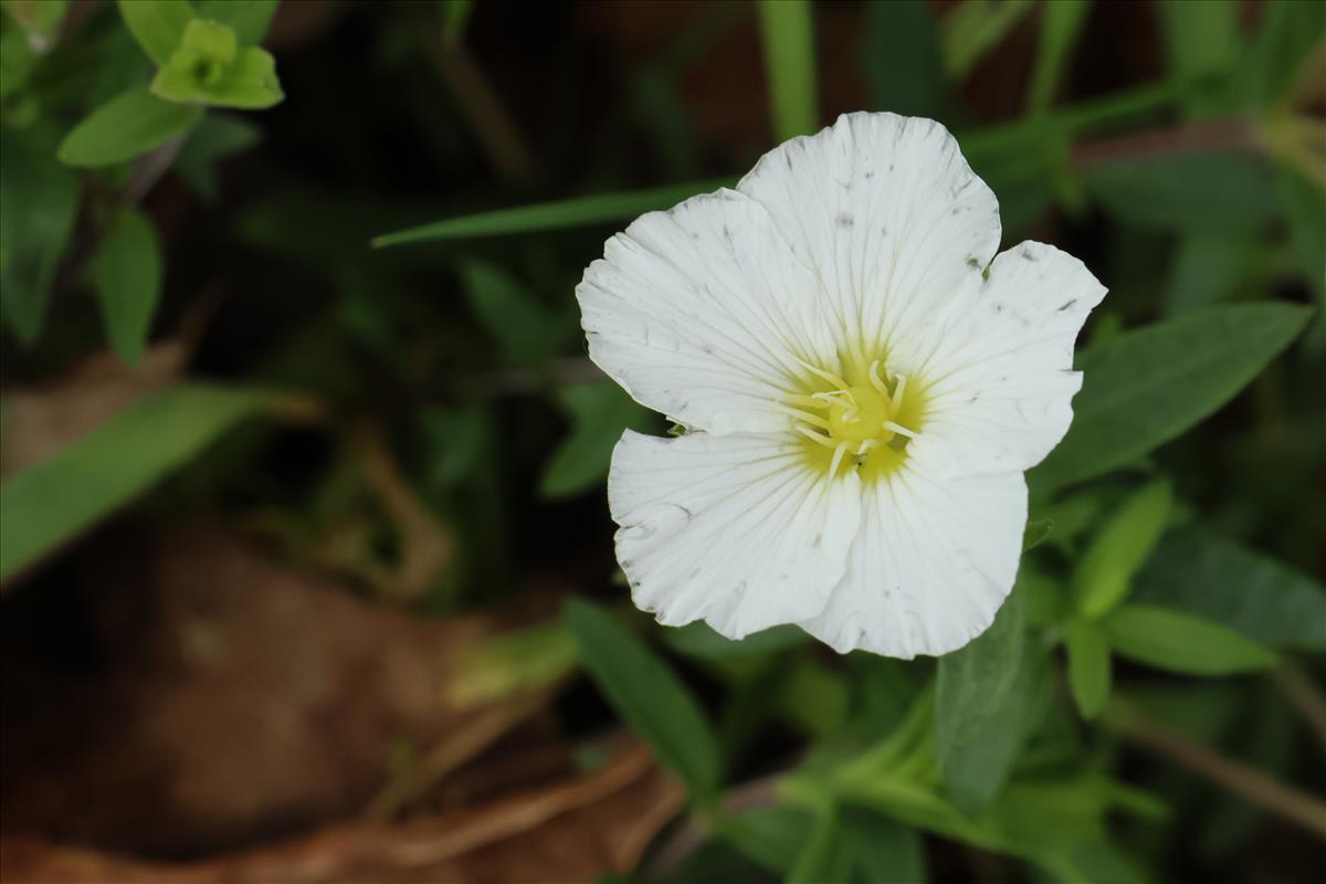 Arenaria montana (door Willem Braam)