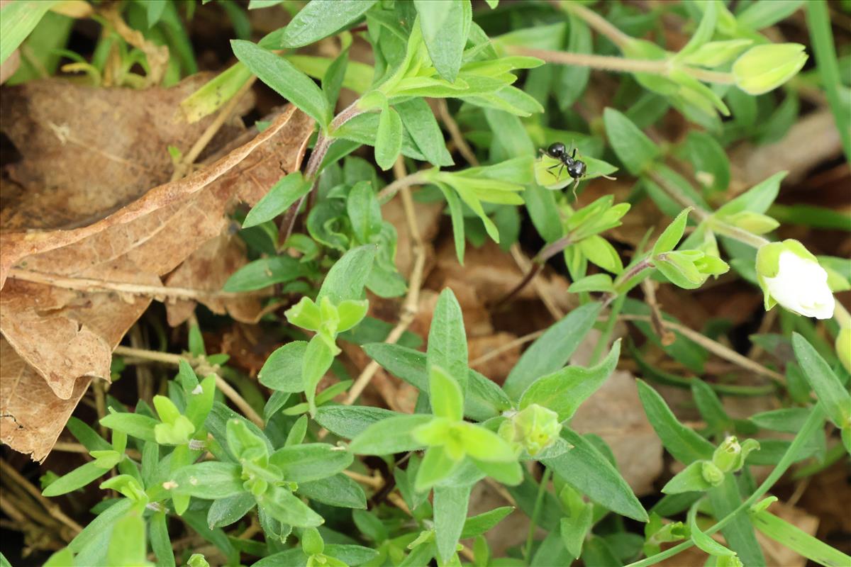 Arenaria montana (door Willem Braam)