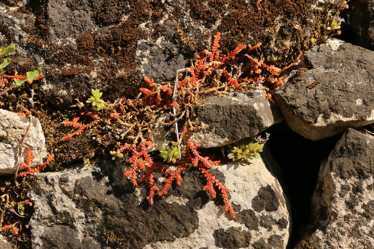 Selaginella kraussiana (door Willem Braam)