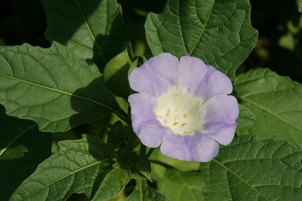 Nicandra physalodes (door Willem Braam)