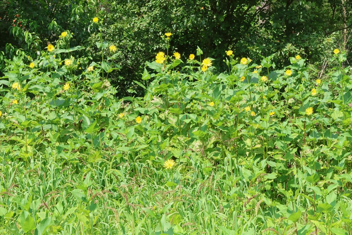 Silphium perfoliatum (door Willem Braam)