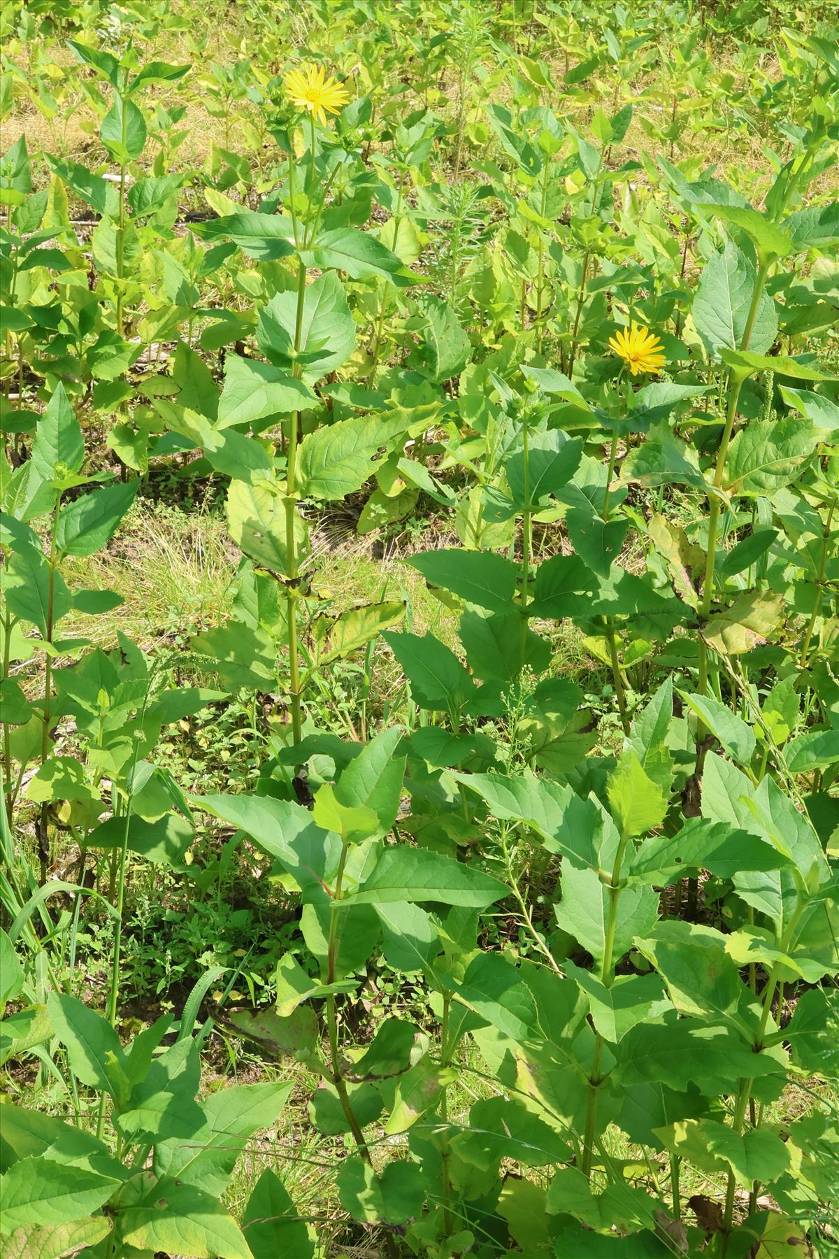 Silphium perfoliatum (door Willem Braam)