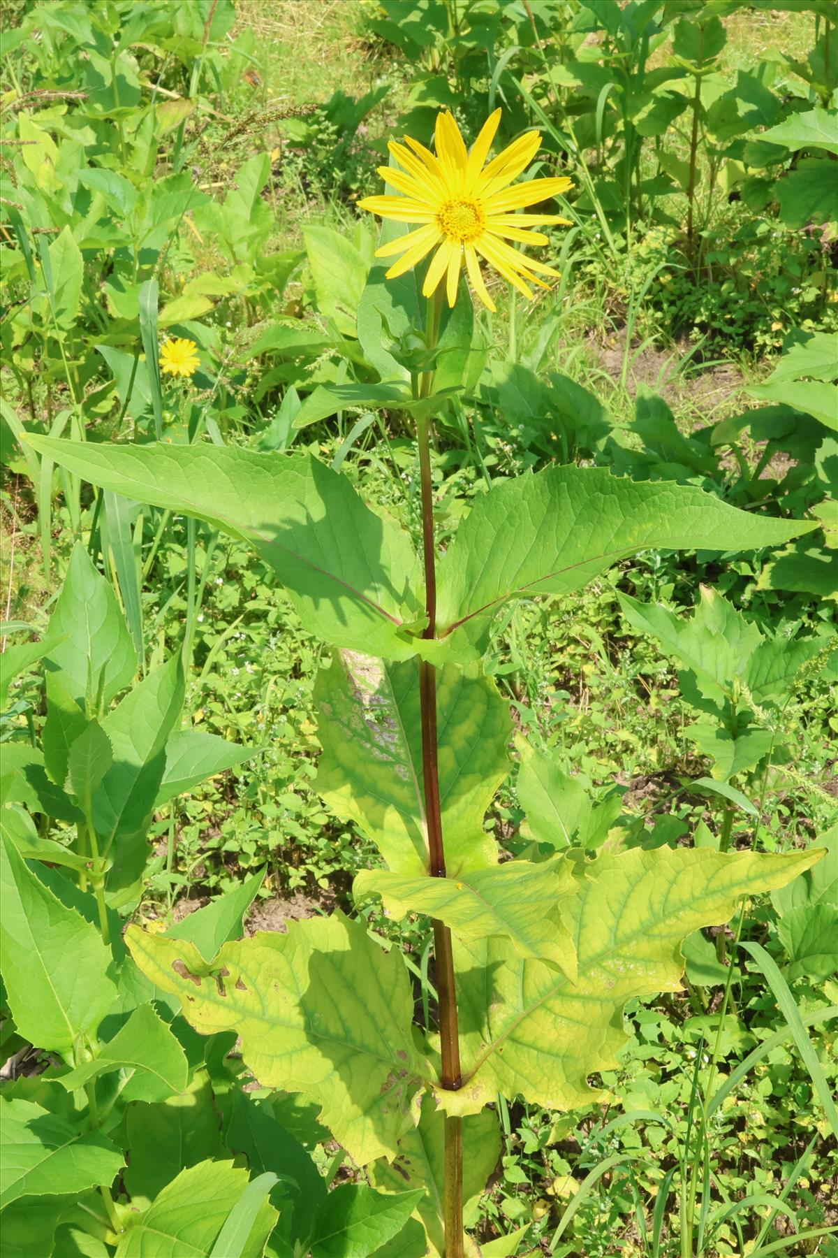 Silphium perfoliatum (door Willem Braam)