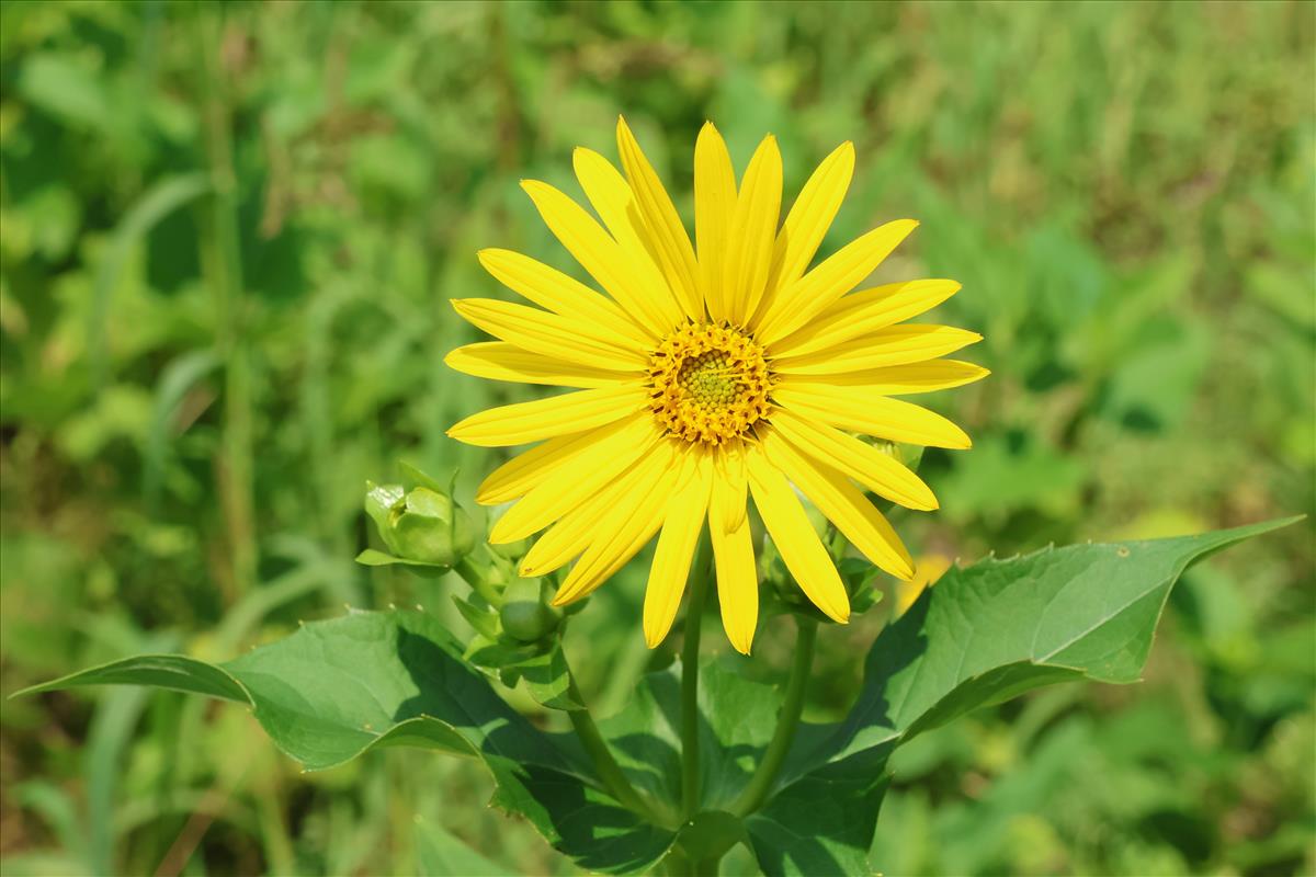 Silphium perfoliatum (door Willem Braam)