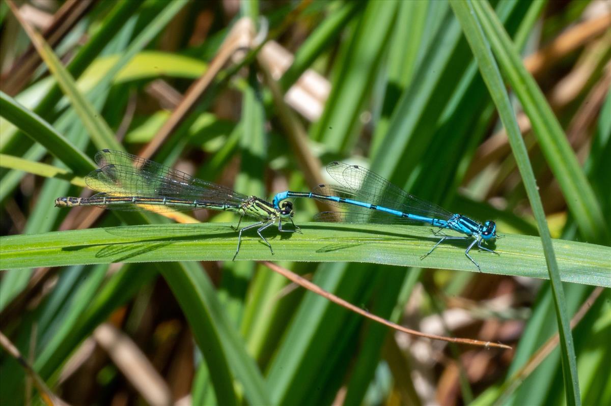 Coenagrion puella (door Dries Oomen)