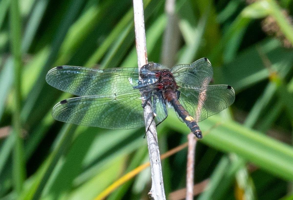 Leucorrhinia pectoralis (door Dries Oomen)