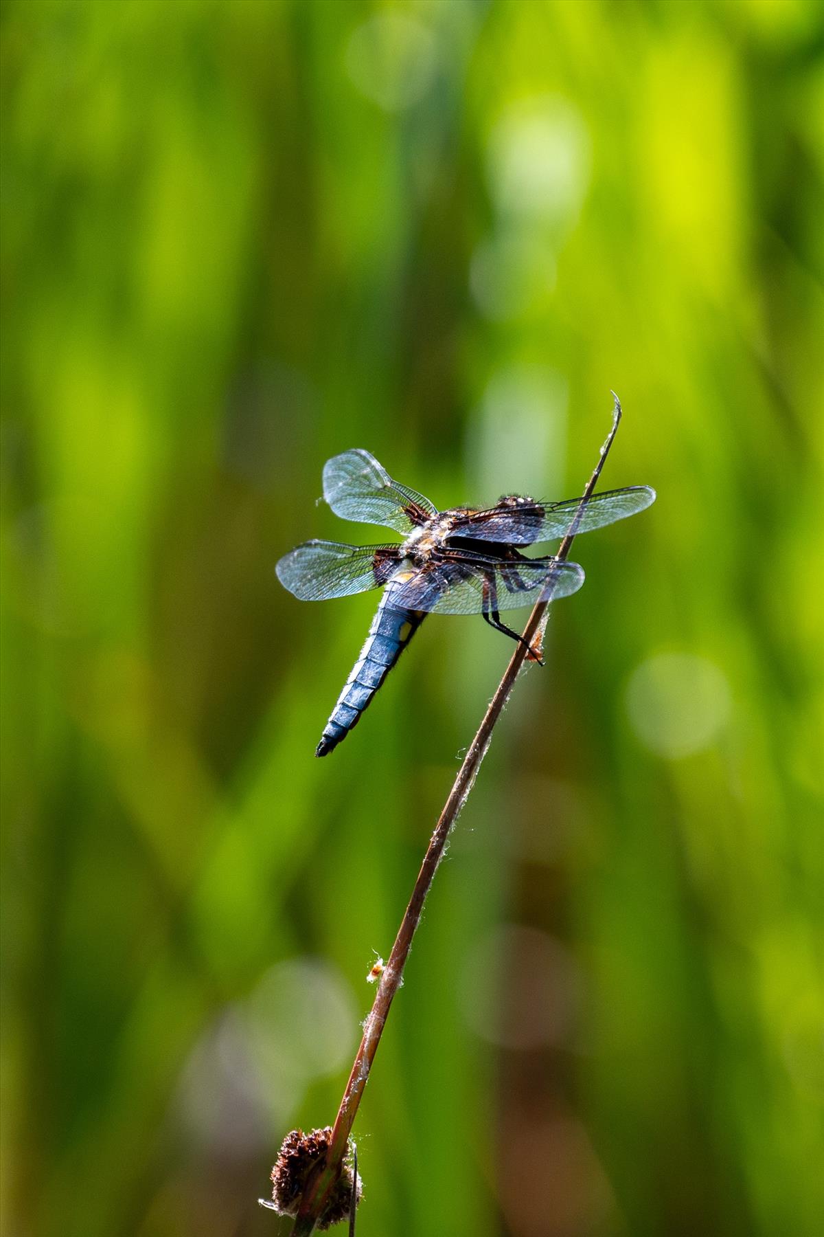 Libellula depressa (door Dries Oomen)