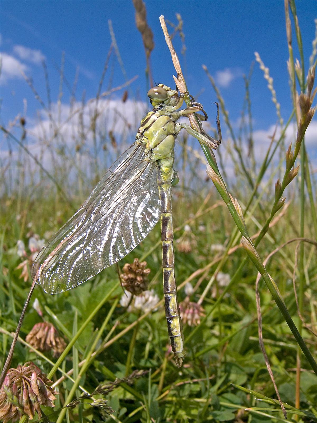 Gomphus flavipes (door Dries Oomen)