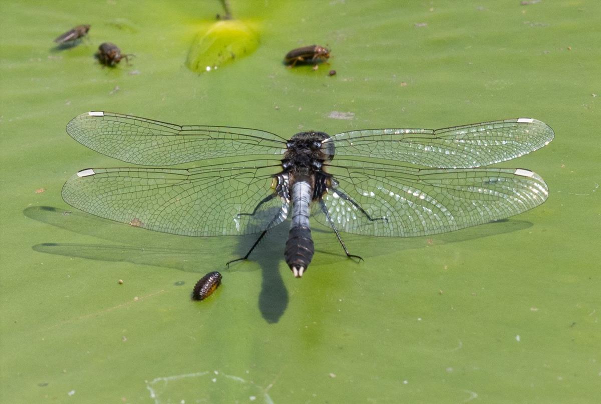 Leucorrhinia caudalis (door Dries Oomen)