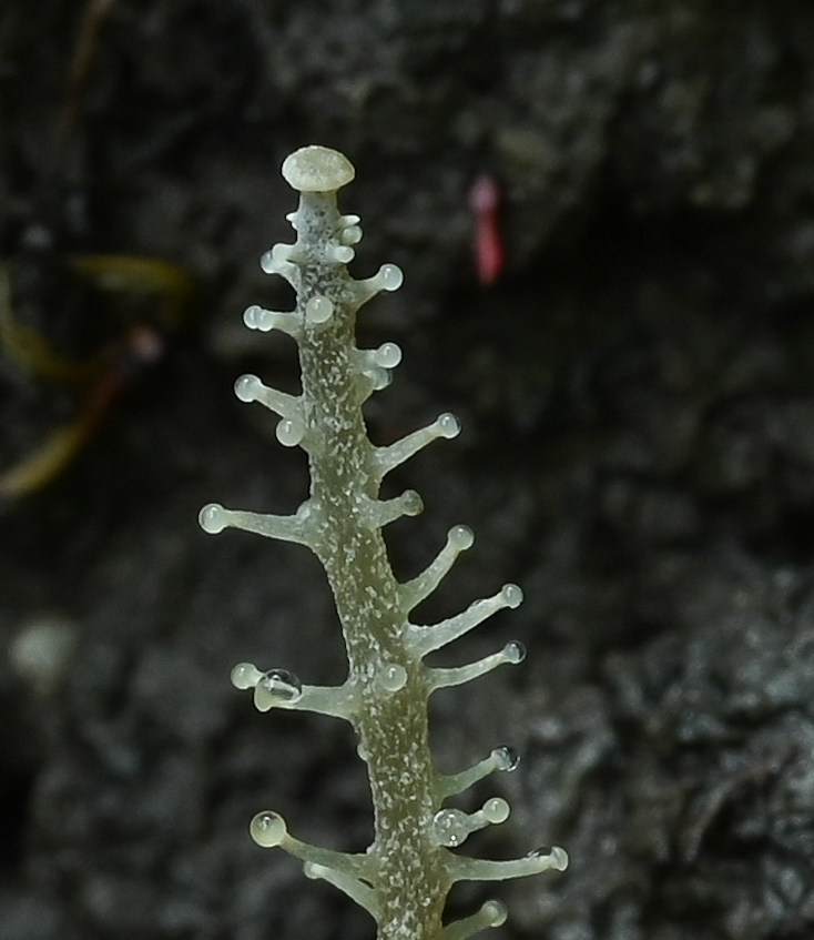 Dendrocollybia racemosa (door Laurens van der Linde)