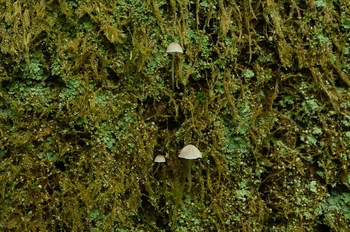 Mycena hiemalis (door Laurens van der Linde)